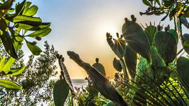Sun and cactus at Mongerbino/Bagheria