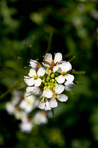 Sizilien - Scopello - Blüte