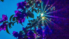 Bagheria - Mongerbino - Il sole riluce attraverso un cespuglio