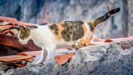 Cefalù - Gatta e il suo cucciolo