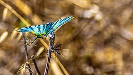Cefalù - Farfalla sulla Rocca