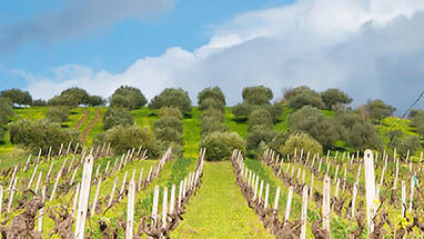 Marsala - Scoperta e Sviluppo