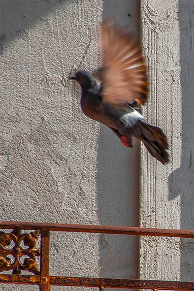 Sicilia - Marsala - piccione