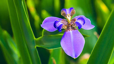 Orchidee sul monte Catalfano