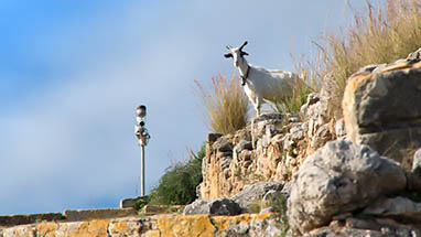 Solunto - Curious goat