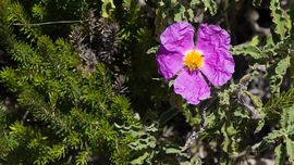 Monte Catalfano - cistus flower