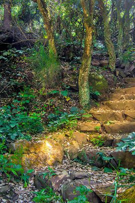 Steps in the Bosco d'Arcudaci, the green lung of Trapani