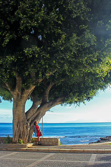 Sicily - Fashion - Filly Biz - Tree