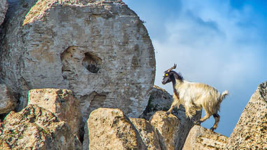 Goat in the ruins of the ancient Greek City of Selinute