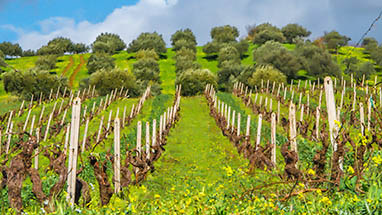 Vineyard in the Sicilian winter