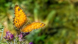 Ein Schmetterling in den Madonien