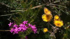 Monte Catalfano - Schmetterling