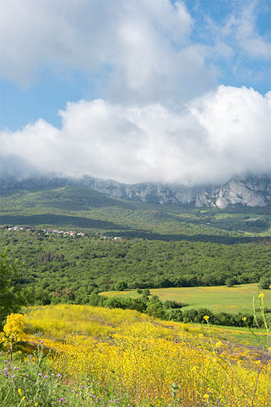 Sizilien - Landschaft - Ficuzza - Blumenwiese