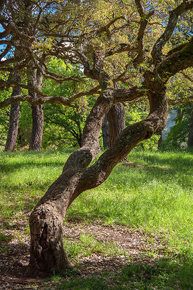 Sizilien - Landschaft - Ficuzza - Knorriger Baum