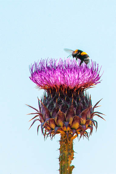 Sizilien - Piana degli Albanesi - yyy