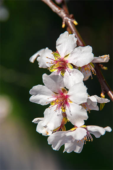 Sizilien - Piana degli Albanesi - Mandelbaum