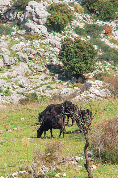 Sizilien - Piana degli Albanesi - Rinder