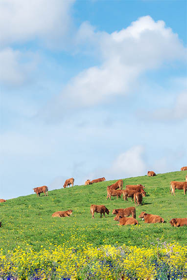 Sizilien - Piana degli Albanesi - Rinder