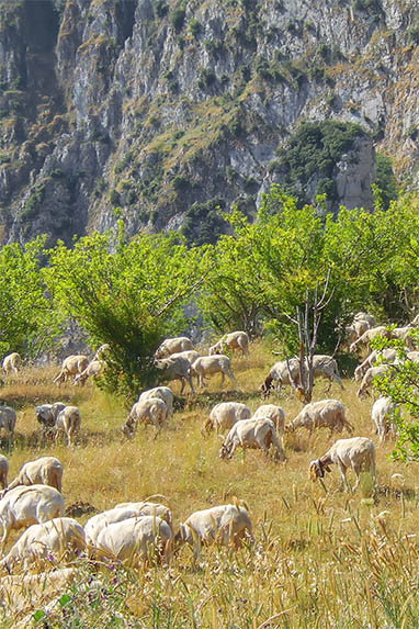 Sizilien - Piana degli Albanesi - Schafherde
