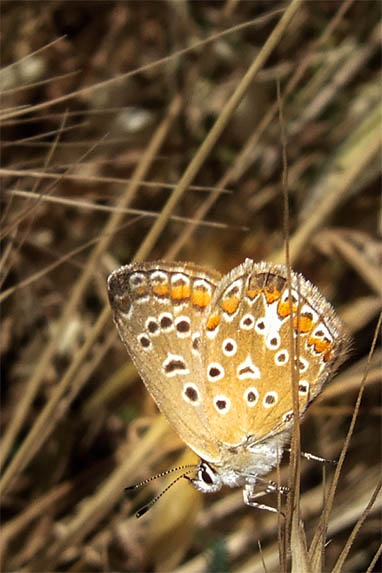 Sizilien - Piana degli Albanesi - Schmetterling