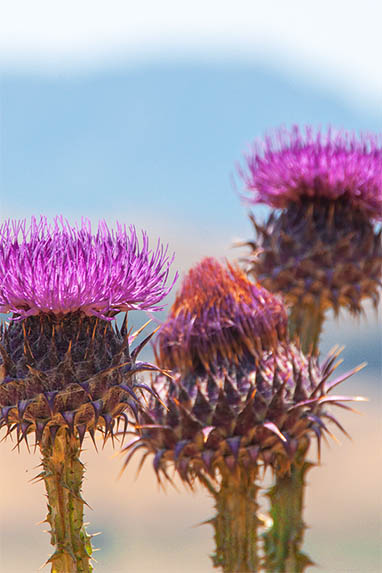 Sizilien - Pollina - Disteln