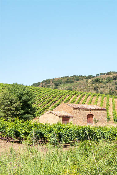 Sizilien - Pollina - Weinberg