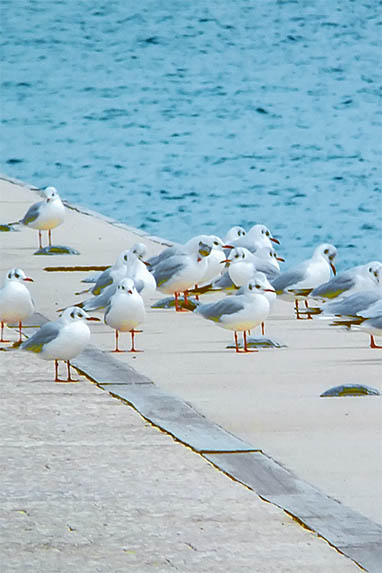 Sizilien - San Nicola l'Arena - Möwen