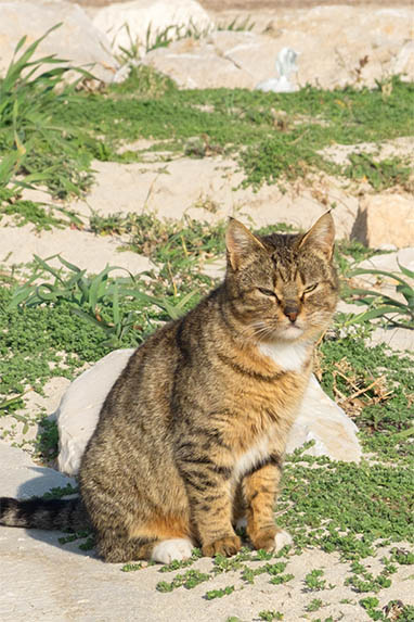 Sizilien - San Vito Lo Capo - Katze