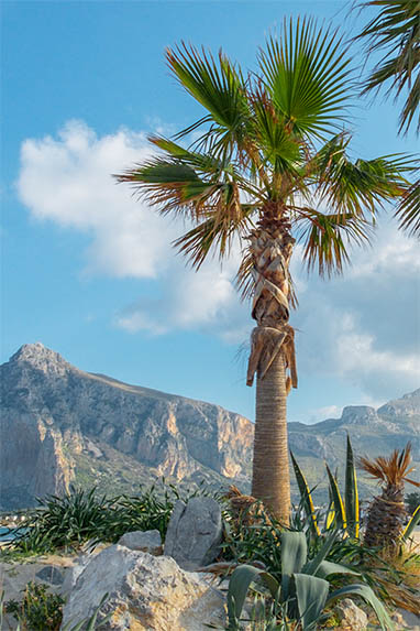 Sizilien - San Vito Lo Capo - Palme
