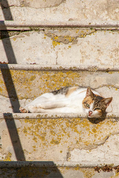 Sizilien - Sclafani Bagni - Katze
