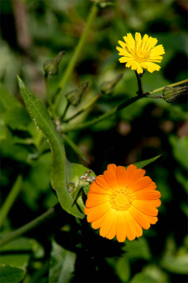 Sizilien - Scopello - Blüte