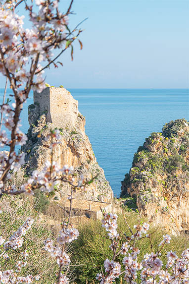 Sizilien - Scopello - Mandelbaum