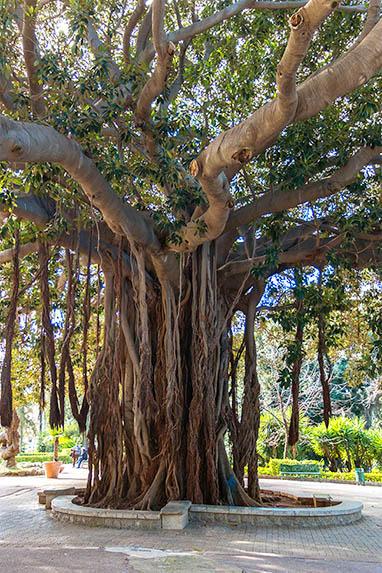 Sizilien - Palermo - Englischen Garten - Feigenbaum