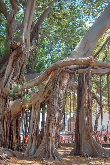 Sizilien - Palermo - Riesige Bäume in der Villa Garibaldi