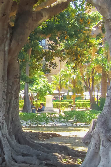 Sizilien - Palermo - Grosser Feigenbaum im Park 'Villa Garibaldi'