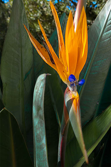 Sizilien - Palermo - Villa Malfitano - Paradiesvogelblume