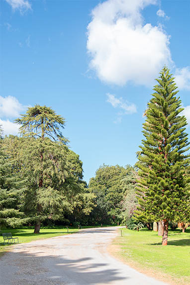 Sizilien - Palermo - Villa Malfitano - Park
