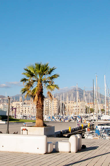 Sizilien - Palermo - Yachthafen - Palme