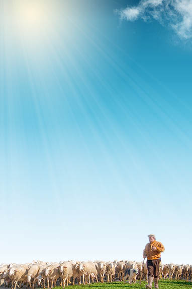 Sizilien ☀+ Winterurlaub und Überwintern - Schafherde bei Bagheria