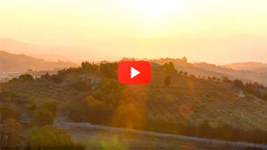 Video "Bestes Olivenöl aus Sizilien" starten
