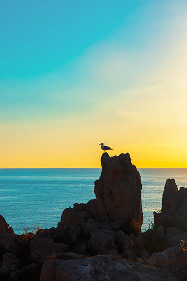 Sizilien - Santa Flavia/Sant'Elia - Möwe im Gegenlicht