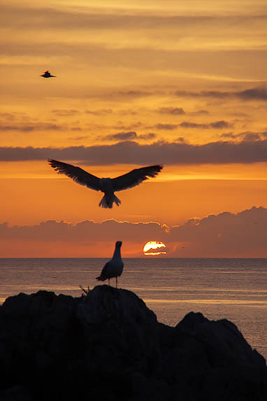 Sizilien - Santa Flavia/Sant'Elia - Möwen im Sonnenaufgang